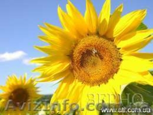 Продам насіння соняшнику #18976