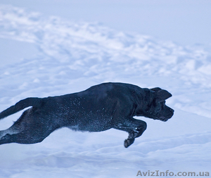 Щенки лабрадора черного окраса в Минске #27455