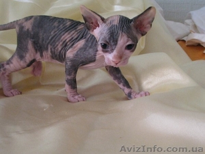 Чудесные котята-сфинксята #24122