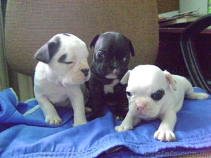 Продам французского буьдога #21298