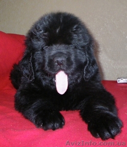 Ньюфаундленд щенки #26954