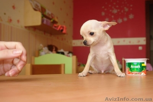 Продается мальчик Чихуахуа #20385