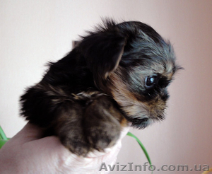 Йоркширские щенки #27593