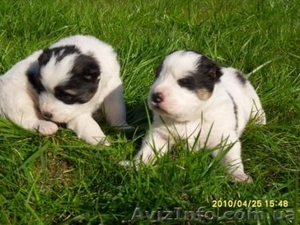 Среднеазиатская овчарка Алабай #28866