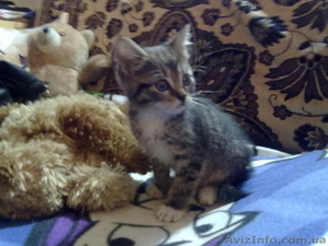 Метис норвежца,  1.5 мес. #28834