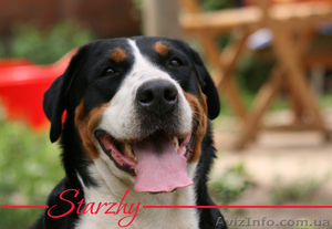 Большой швейцарский зенненхунд,  ГРОСС – щенки на продажу в Украине. #35003