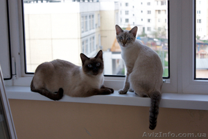 Пластиковые окна REHAU по низким ценам! #31187