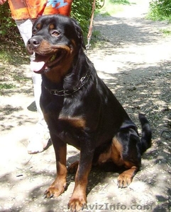 продам собаку,  мальчик  роствейлер,  срочно #31197