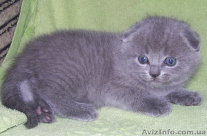 Шотландские ки британские котята #28690