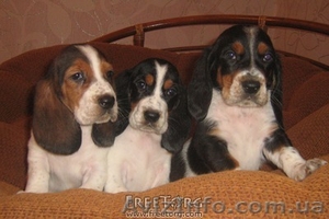 Щенки бассет хаунд!!!!! #33239