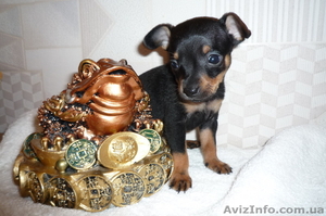 Той-терьер. Щенки. Лучшие от лучших! #28559