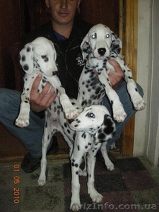 Продам щенков далматина #30256