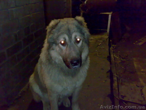 Кавказская овчарка.... #29704
