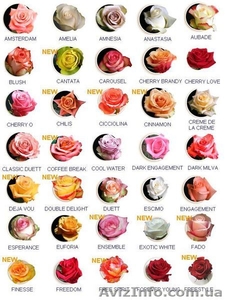 Цветы из Эквадора  #34258