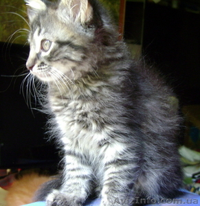 Отдадим очаровательную кошечку,  Киев #35538