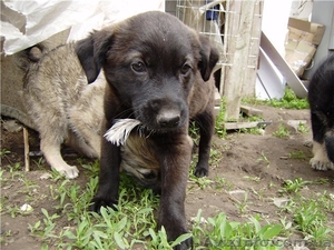 Отдам щенков 2-2.5 мес. в хорошие руки #36352