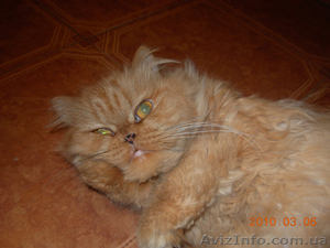 Персидская кошечка ищет семью #27857