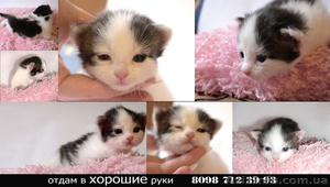 Подарю пушистых ангорских котят. #27791
