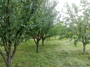 пролам дачный участок #36769