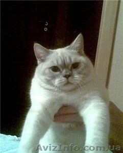 Шотландская прямоухая поинтовая кошечка,  доставка  #28838