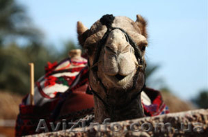 Отдых в Николаевке! Прямые рейсы из Полтавы #34604