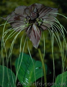 Разные плодовые и красивоцветущие экзоты #33455