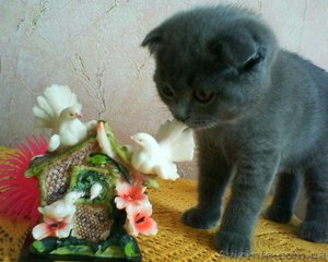 Шотландский вислоухий котенок,  мальчик #30175