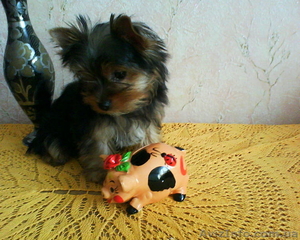 Продам щенка йоркширского терьера,  Харьков #13110