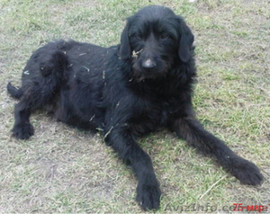 Отдам щенков в хорошие руки #32885