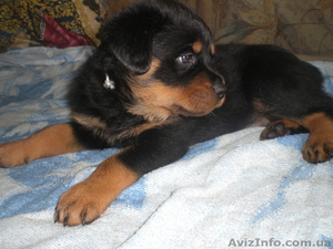 Щенки ротвейлера от прекрасных производителей с устойчивой психикой и крупным ко #34896