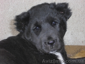 Продаются щенки породы алабай #31365