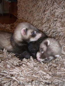 продаются щенки хорька (фретки) #37251