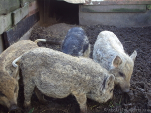 Травоядные свиньи мангалица #32691