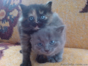 Подарю чудесных котят #36044