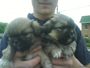 пекинес, тибетский спаниель,  королевский. #36827