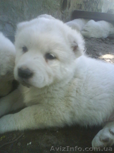 Щенки среднеазиатской овчарки(Алабай) #34059