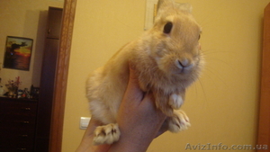 Продам Кролика.10 месяцов.Рыжий #34801