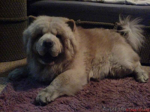 Продам ЧАУ-ЧАУ,  цинковый цвет,  с родословной #30781