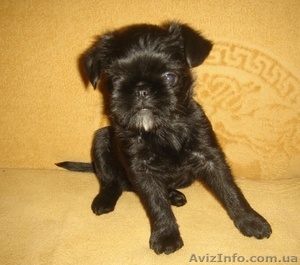 Брюссельский бельгийский гриффон #35816