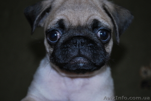 Продаются щенки мопса #23376