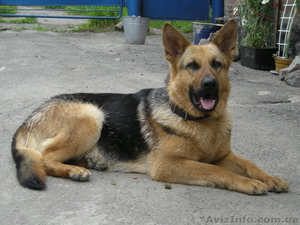 Собаки,  щенки,  продам,  один месяц,  немецкая овчарка,  без документов,  торг,  800 г #29434