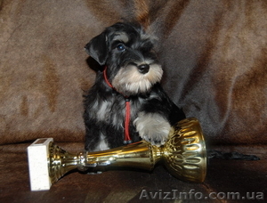 ЦВЕРГШНАУЦЕРЫ ИЗ ПИТОМНИКА 