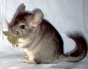 продам шиншиллу-мальчика,  р-н Днепровский #34888