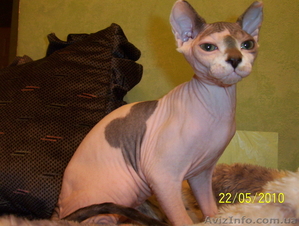 Канадский сфинкс котята,  продам. #37045