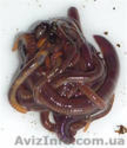 Красные калифорнийские черви для рыбалки #34969