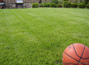 Газон рулонный и посевной #35126