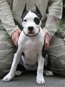 Щенок ШОУ-класса девочка Ам. Стаф. Терьер #35922