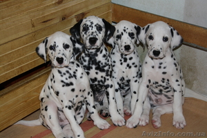 щенки  далматина #29495