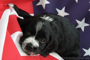 продаю великолепного щенка кокер-спаниеля! #33699