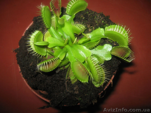 Растение хищник венерина мухоловка #28138